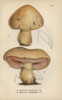 St George'S Mushroom  Agaricus Gambosus 1À Poster Print By ® Florilegius / Mary Evans - Item # VARMEL10935588