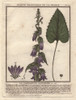 Nettle-Leaved Bellflower  Campanula Trachelium Poster Print By ® Florilegius / Mary Evans - Item # VARMEL10935843