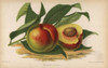 Galopin Nectarine  Prunus Persica Cultivar Poster Print By ® Florilegius / Mary Evans - Item # VARMEL10936650