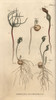 Pea  Pisum Sativum  Seeds In Stages Of Vegetation Poster Print By ® Florilegius / Mary Evans - Item # VARMEL10936080
