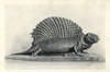 Edaphosaurus From Permian Strata Of Texas Poster Print By ® Florilegius / Mary Evans - Item # VARMEL10936614