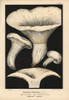 Pepper Mushroom  Lactarius Piperatus  Edible Poster Print By ® Florilegius / Mary Evans - Item # VARMEL10939307