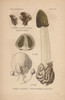 Poisonous Stinkhorn Mushroom  Phallus Impudicusà Poster Print By ® Florilegius / Mary Evans - Item # VARMEL10936433