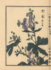 Monkshood  Aconitum Napellus Poster Print By ® Florilegius / Mary Evans - Item # VARMEL10938711