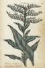 Common Vipers Bugloss  Echium Vulgare Poster Print By ® Florilegius / Mary Evans - Item # VARMEL10935940