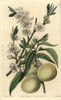 White Peach  Amygdalus Persica Alba Poster Print By ® Florilegius / Mary Evans - Item # VARMEL10940087