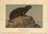 Hylaeosaurus  Extinct Genus Of Herbivore From The Cretaceous Poster Print By ® Florilegius / Mary Evans - Item # VARMEL10937759