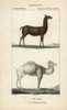 Llama  Lama Glama  And Dromedary Camel  Camelus Dromedarius Poster Print By ® Florilegius / Mary Evans - Item # VARMEL10939017