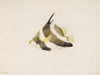 Heniochus Chryostomus  Pennant Bannerfish Poster Print By Mary Evans / Natural History Museum - Item # VARMEL10706805