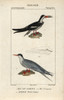 Black Skimmer  Rynchops Niger  And Common Ternà Poster Print By ® Florilegius / Mary Evans - Item # VARMEL10939004