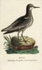 Knot  Calidris Canutus Poster Print By ® Florilegius / Mary Evans - Item # VARMEL10937991