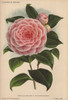 Pink Camellia Madame P De Pannemaeker  Thea Japonica Poster Print By ® Florilegius / Mary Evans - Item # VARMEL10938667