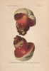 Poisonous Scarlet  Satan'S Mushroom  Or Devil'Sà Poster Print By ® Florilegius / Mary Evans - Item # VARMEL10936431