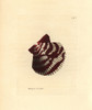Variegated Scallop  Chlamys Varia Poster Print By ® Florilegius / Mary Evans - Item # VARMEL10940824