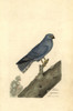 Northern Harrier Or Blue Hawk  Circus Cyaneus Poster Print By ® Florilegius / Mary Evans - Item # VARMEL10937437