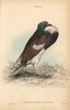 Pouter Or Cropper Pigeon  Columba Livia Gutturosaà Poster Print By ® Florilegius / Mary Evans - Item # VARMEL10938858