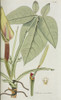 Arum Auritum Poster Print By Mary Evans / Natural History Museum - Item # VARMEL10716802