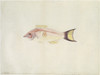 Pseudolabrus Miles  Scarlet Wrasse Poster Print By Mary Evans / Natural History Museum - Item # VARMEL10706808