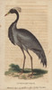Numidian Crane  Demoiselle Crane Or Dancingà Poster Print By ® Florilegius / Mary Evans - Item # VARMEL10940984