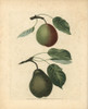 Pear Varieties  Pyrus Communis Poster Print By ® Florilegius / Mary Evans - Item # VARMEL10935708