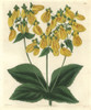 Crenate-Flowered Slipperwort  Calceolaria Crenatifoliaà Poster Print By ® Florilegius / Mary Evans - Item # VARMEL10935004