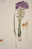 Flowering Plant Poster Print By Mary Evans / Natural History Museum - Item # VARMEL10712875