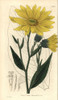 Helianthus Pubescens  Illinois Sunflower Fromà Poster Print By ® Florilegius / Mary Evans - Item # VARMEL10934922