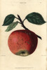 Ripe Fruit And Leaves Of The Nonsuch Apple  Malus Domestica Poster Print By ® Florilegius / Mary Evans - Item # VARMEL10939408