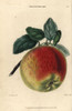 Ripe Scarlet Fruit And Leaves Of Kirke'S Lordà Poster Print By ® Florilegius / Mary Evans - Item # VARMEL10939397