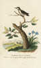 Smallest Or Bee Hummingbird  Mellisuga Helenae Poster Print By ® Florilegius / Mary Evans - Item # VARMEL10937962