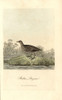 Spotted Crake  Porzana Porzana Poster Print By ® Florilegius / Mary Evans - Item # VARMEL10937426