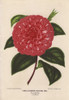 Scarlet Camellia  Madame Rudolphe Abel  Thea Japonica Poster Print By ® Florilegius / Mary Evans - Item # VARMEL10938674