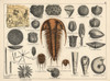 Trilobite  Sponge And Zoophyte Fossils Poster Print By ® Florilegius / Mary Evans - Item # VARMEL10941167