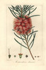 Narrowleaf Bottle Brush  Callistemon Linearis Poster Print By ® Florilegius / Mary Evans - Item # VARMEL10934666