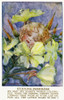 Evening Primrose Poster Print By Mary Evans Picture Library/Peter & Dawn Cope Collection - Item # VARMEL10982036