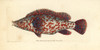 Variegated Wrasse  Labrus Tinca Poster Print By ® Florilegius / Mary Evans - Item # VARMEL10940642