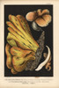 Bracket Fungus  Laetiporus Sulphureus  Andà Poster Print By ® Florilegius / Mary Evans - Item # VARMEL10939319