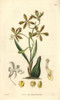 Spreading-Flowered Encyclia Orchid  Encyclia Patens Poster Print By ® Florilegius / Mary Evans - Item # VARMEL10934963