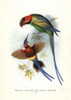 Long-Tailed Parakeet  Psittacula Longicaudaà Poster Print By ® Florilegius / Mary Evans - Item # VARMEL10939131