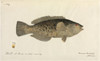 Fish Poster Print By Mary Evans / Natural History Museum - Item # VARMEL10716164