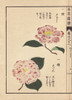 Pink And White Camellias  Yufugiri And Shigureà Poster Print By ® Florilegius / Mary Evans - Item # VARMEL10938598