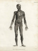 Anatomy Of Human Musculature Poster Print By ® Florilegius / Mary Evans - Item # VARMEL10935392