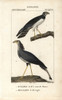 Long-Winged Harrier  Circus Buffoni  And Secretarybirdà Poster Print By ® Florilegius / Mary Evans - Item # VARMEL10938953