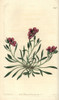 Fringed Redmaid  Calandrinia Ciliata Poster Print By ® Florilegius / Mary Evans - Item # VARMEL10940098