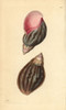 Giant African Land Snail  Achatina Fulica Poster Print By ® Florilegius / Mary Evans - Item # VARMEL10940372