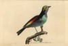 Paradise Tanager  Tangara Chilensis Poster Print By ® Florilegius / Mary Evans - Item # VARMEL10940861