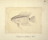 Cichlasoma Festivum Poster Print By Mary Evans / Natural History Museum - Item # VARMEL10987522