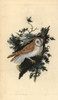 Barn Owl  Tyto Alba Poster Print By ® Florilegius / Mary Evans - Item # VARMEL10936230