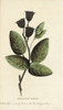 Aromatic Shrub Of New South Wales  Australia Poster Print By ® Florilegius / Mary Evans - Item # VARMEL10937862