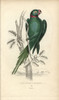 Rose-Ringed Parakeet  Psittacula Torquatus Poster Print By ® Florilegius / Mary Evans - Item # VARMEL10939088